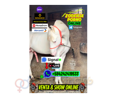CHICA ZOOFILIA FOLLADA POR PERROS Y CABALLOS PORNO VENTA ONLINE SEX