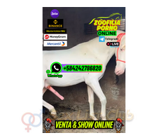 CHICA SEXO ANIMAL ZOOSEX ONLINE FETICHE PORNO VIP CONTACTA