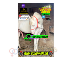 CHICA SEXO ANIMAL ZOOSEX ONLINE FETICHE PORNO VIP CONTACTA