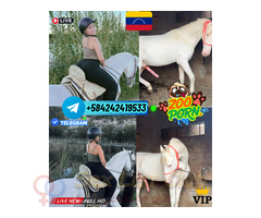 ZOOSEX PUTA FETICHISTA PORNO ANIMAL ONLINE TELEGRAN VENTA CHICA VIP